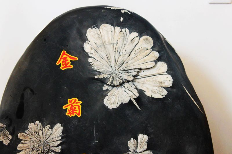 天然奇石 大型菊花石原石 天然菊花石 图案石/观赏石400多斤 